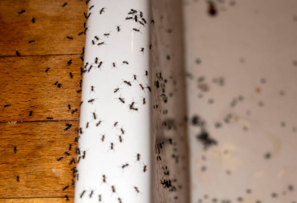 Best Mosquito Control Services  in Alamosa East, CO