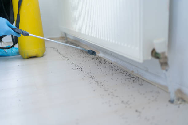 Best Termite Control Services  in Alamosa East, CO